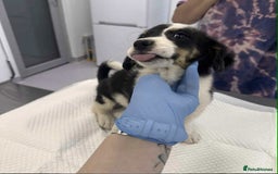Mixed Breed dogs for adoption: 🥦Broccoli🥦 for adoption, coming into BUCKS - Image 10