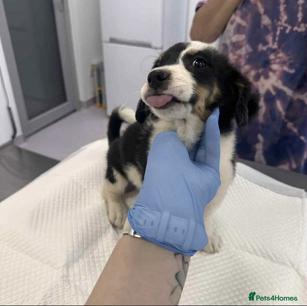 Mixed Breed dogs for adoption: 🥦Broccoli🥦 for adoption, coming into BUCKS - Image 10