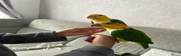Parakeets birds for sale: Caique parrots - Advert 2