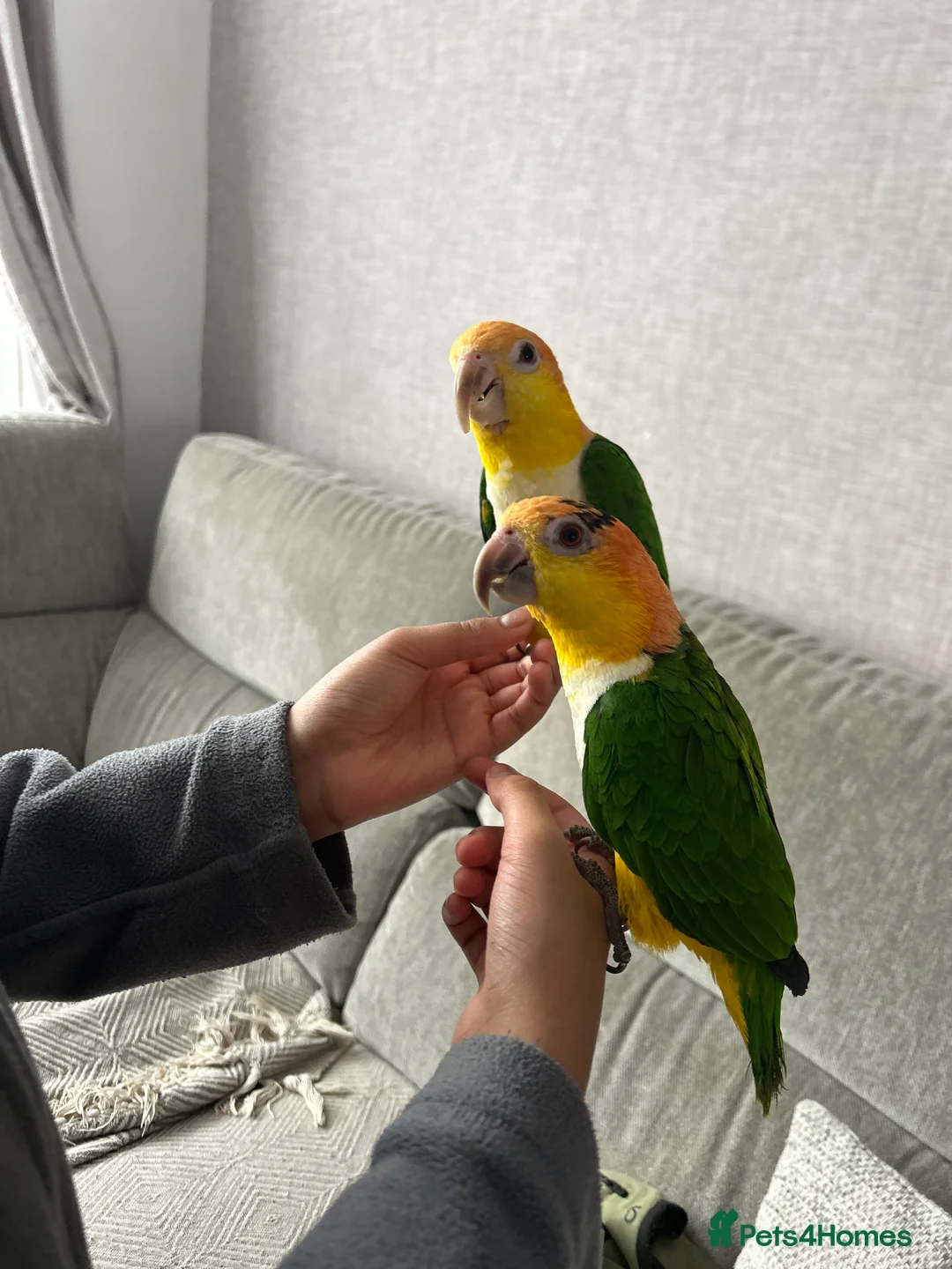 Parakeets birds for sale: Caique parrots - Advert 2