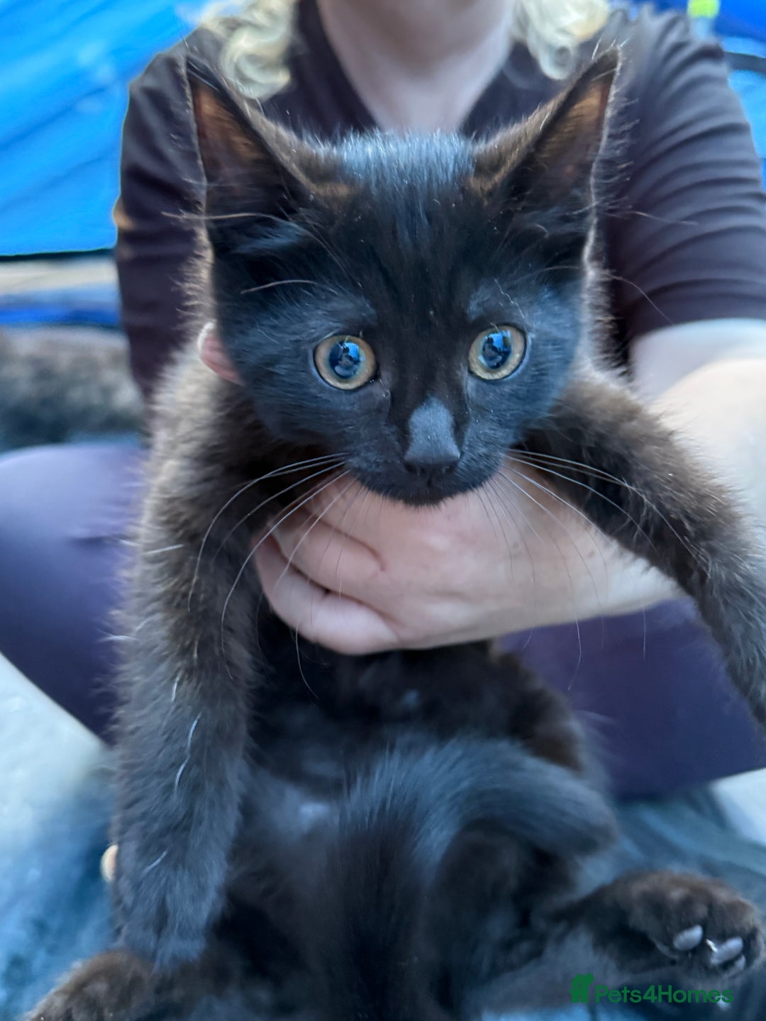 Domestic Shorthair cats for sale: ONLY ONE LEFT 4 gorgeous kittens ready to go - Image 3