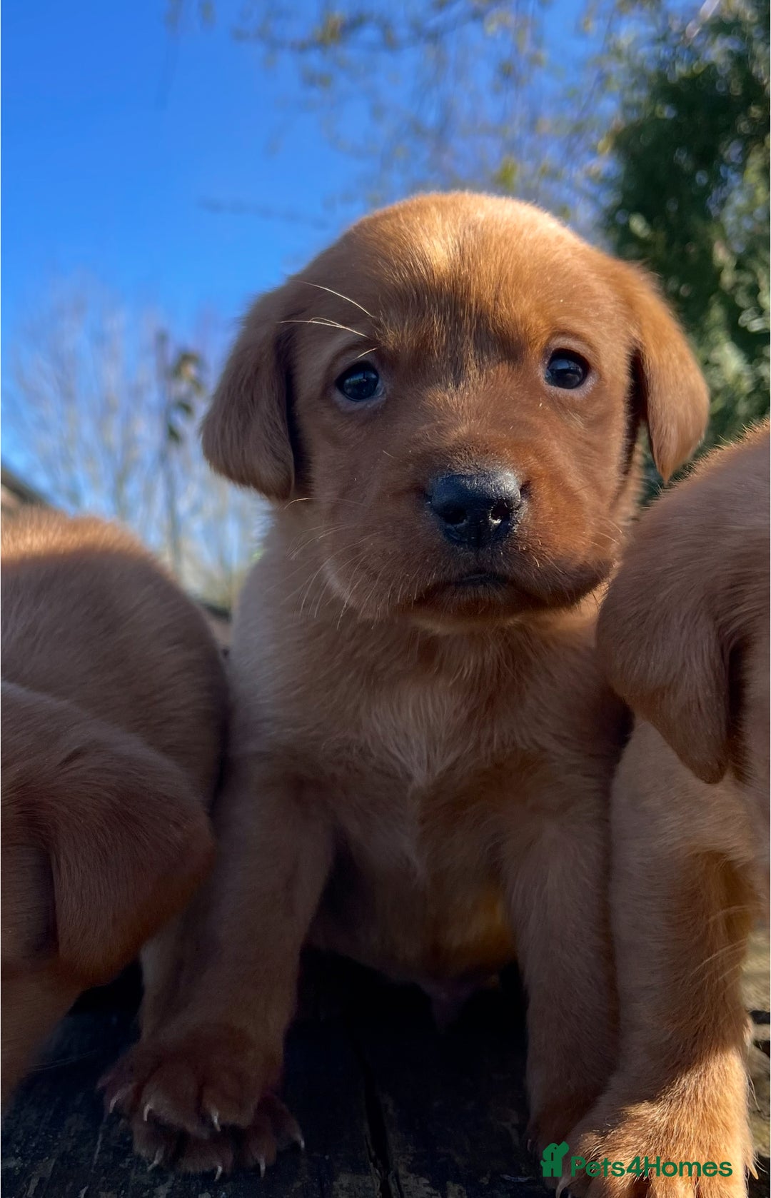 Labrador Retriever dogs for sale: Fox Red Labrador Puppies Health Tested - Image 2
