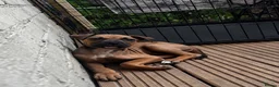 Mixed Breed dogs for sale: German Shepherd mix puppies  in Swansea - Advert 5