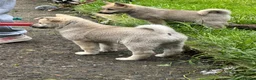 Norwegian Buhund dogs for sale: Lovely quality Norwegian Buhunds in Crumlin - Advert 14
