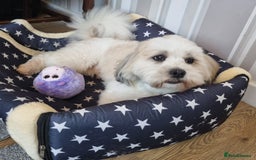 Lhasa Apso dogs for stud: Handsome Lhasa Apso stud (Proven) in Pontefract - Image 4