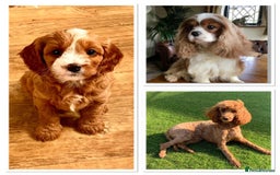Cavapoo dogs for sale: Expecting a litter-health tested F1b Cavapoo pups - Image 4