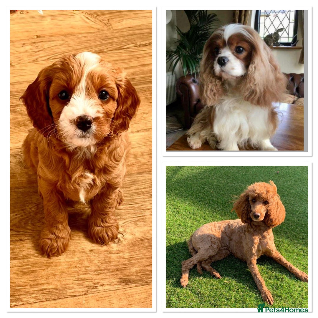 Cavapoo dogs for sale: Expecting a litter-health tested F1b Cavapoo pups - Image 4
