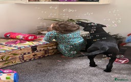 Hungarian Vizsla dogs for sale: Vizlador Female 10 months old  - Image 6