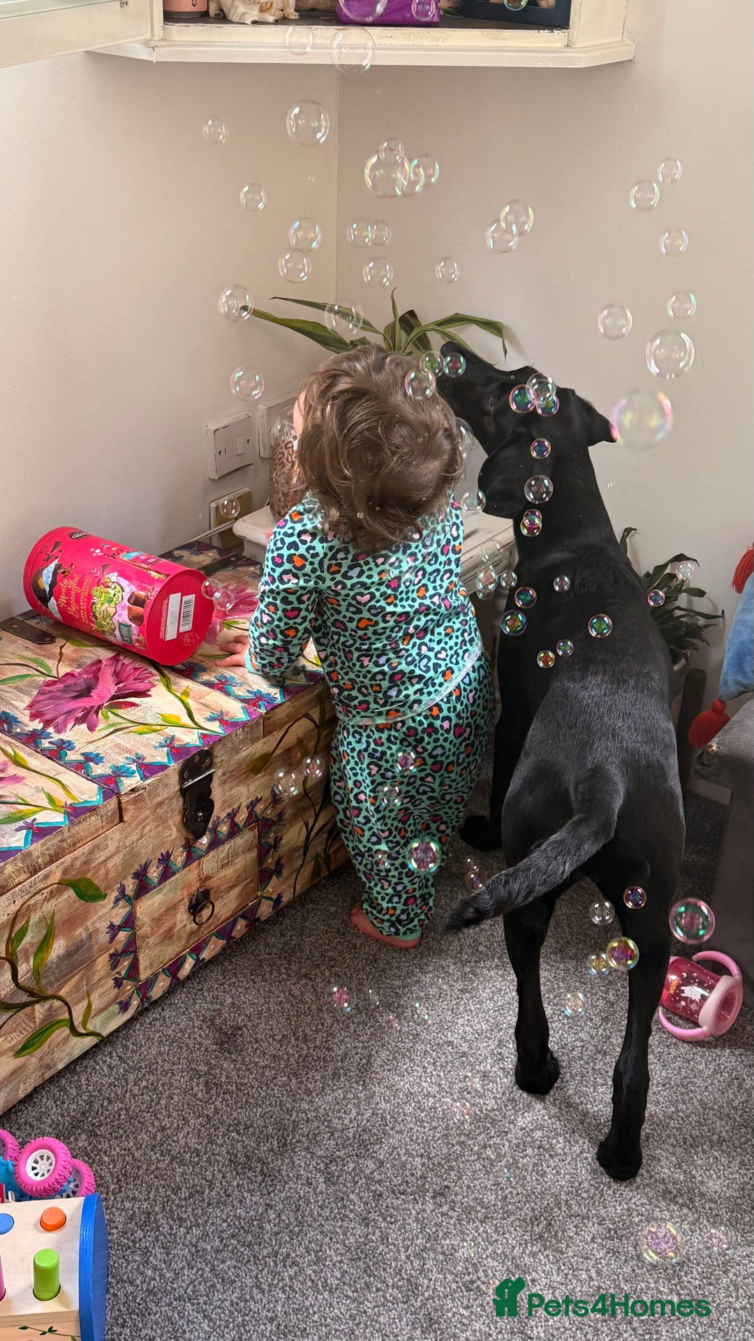 Hungarian Vizsla dogs for sale: Vizlador Female 10 months old  - Image 6