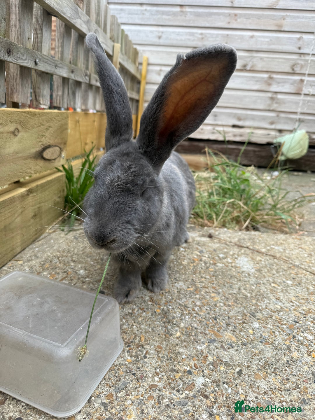 British Giant rabbits for sale: Giant rabbits  - Image 7