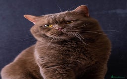 British Shorthair cats for sale: 🤎gccf redgistered British Shorthair Kittens🤎 - Image 14