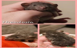 Rat rodents for sale: Baby Rats ~ Rex, Double Rex, Smooth and Dumbo - Image 6