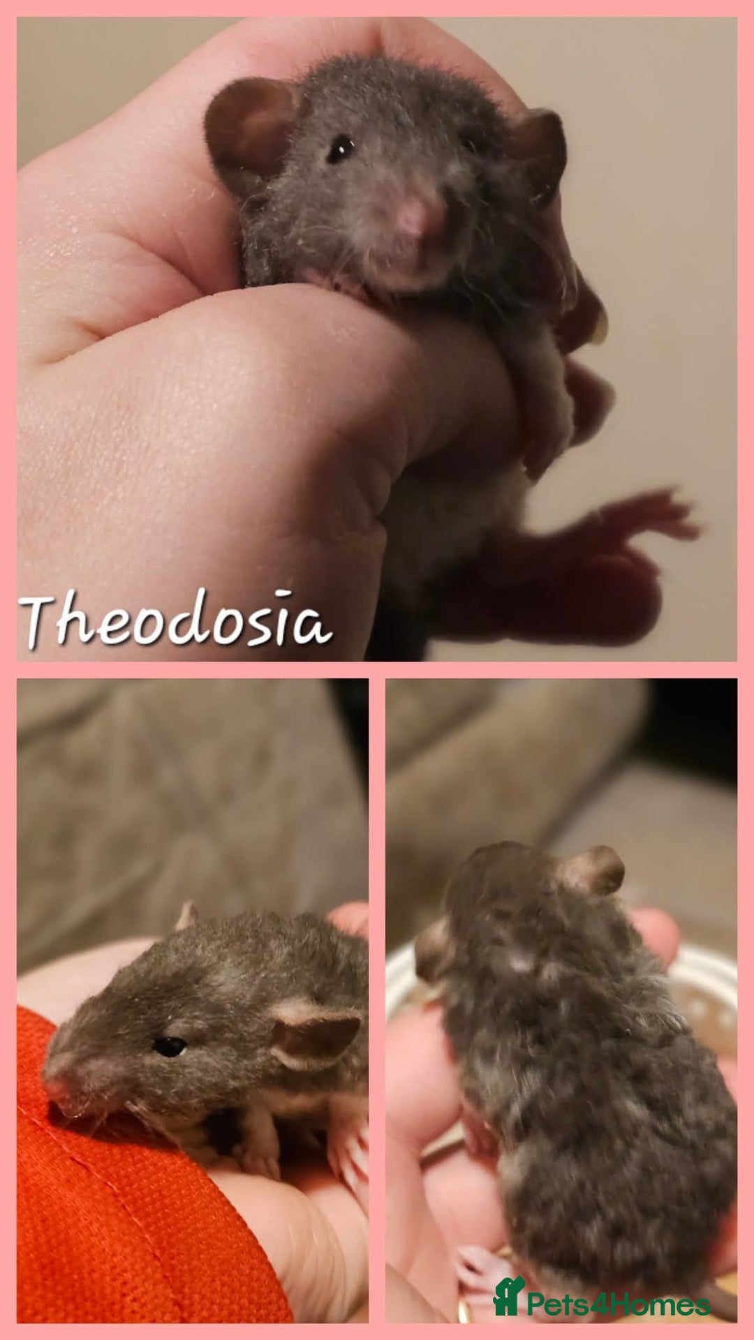 Rat rodents for sale: Baby Rats ~ Rex, Double Rex, Smooth and Dumbo - Image 6