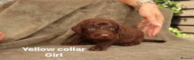 Labradoodle 9