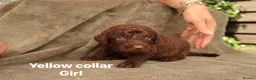 Labradoodle dogs for sale: Labradoodles Miniature/Midi Puppies Muliti Gen  - Advert 22
