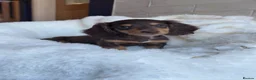 Miniature Dachshund dogs for sale:  Chocolate long hair dapples  - Advert 19