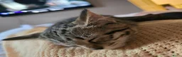 Mixed Breed cats for sale: Girl kitten  - Advert 2