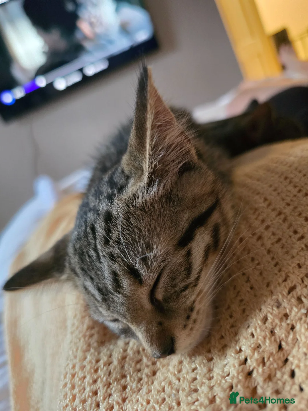 Mixed Breed cats for sale: Girl kitten  - Advert 2