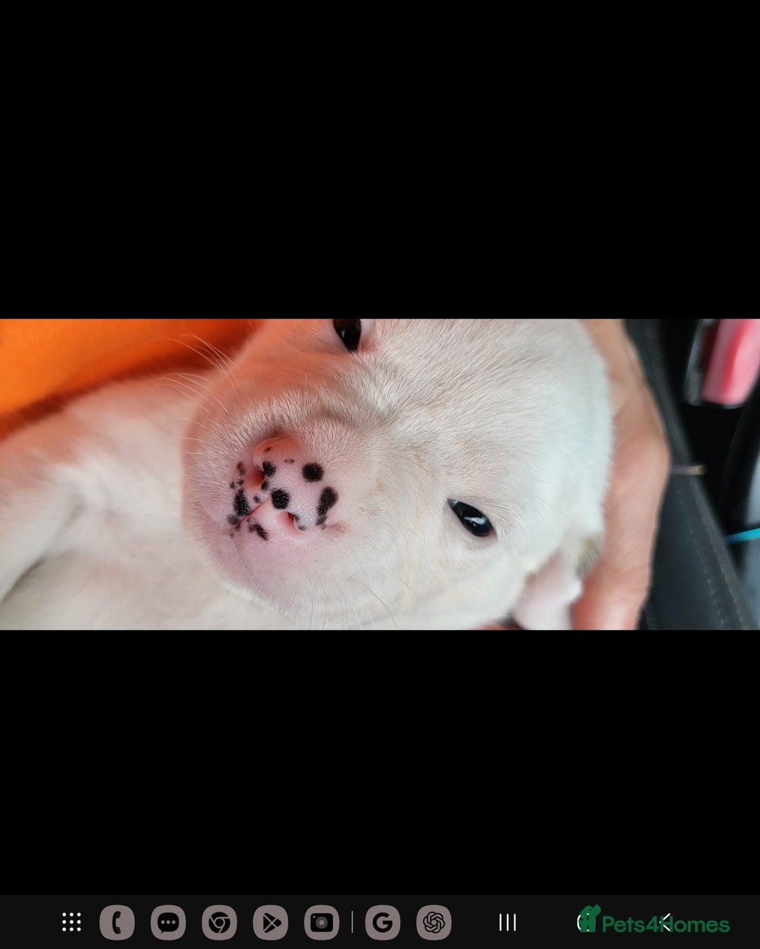 American Bulldog dogs for sale: American Bulldog Puppies – Ready Now! - Image 16