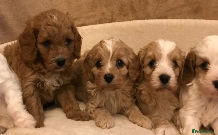 Cavapoo dogs 🐶🐩🐾STUNNING CAVAPOO PUPPIES🐾🐩🐶 - Advert 8