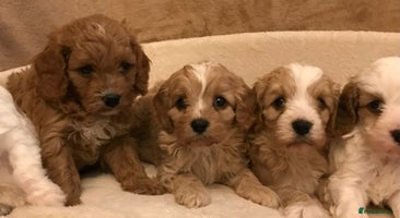 Cavapoo dogs 🐶🐩🐾STUNNING CAVAPOO PUPPIES🐾🐩🐶 - Advert 4