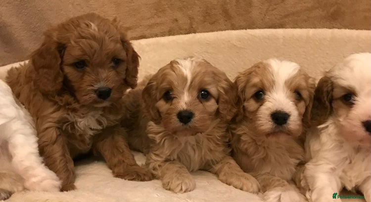 Cavapoo dogs 🐶🐩🐾STUNNING CAVAPOO PUPPIES🐾🐩🐶 - Advert 5