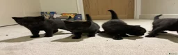 Maine Coon cats for sale: Part Maine coon kittens  - Advert 10