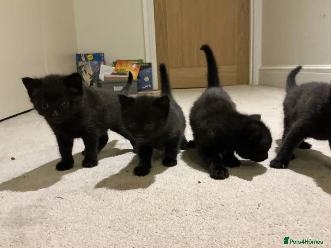 Maine Coon cats for sale: Part Maine coon kittens  - Advert 10