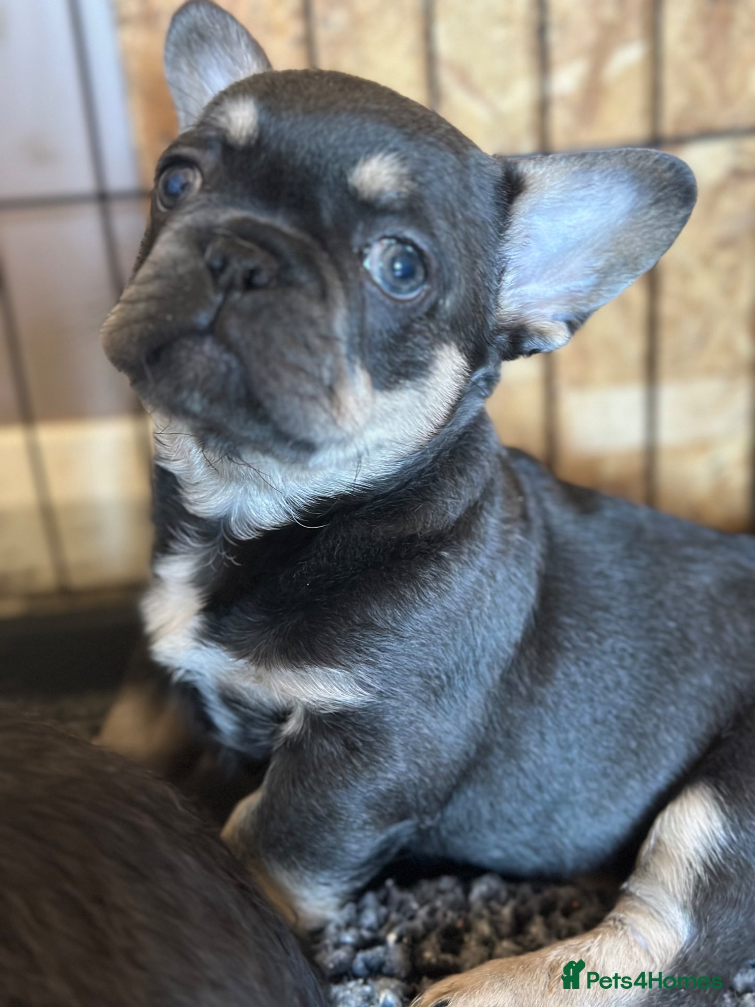 French Bulldog dogs Adorable little boy - Advert 7