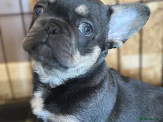 French Bulldog dogs Adorable little boy - Advert 7