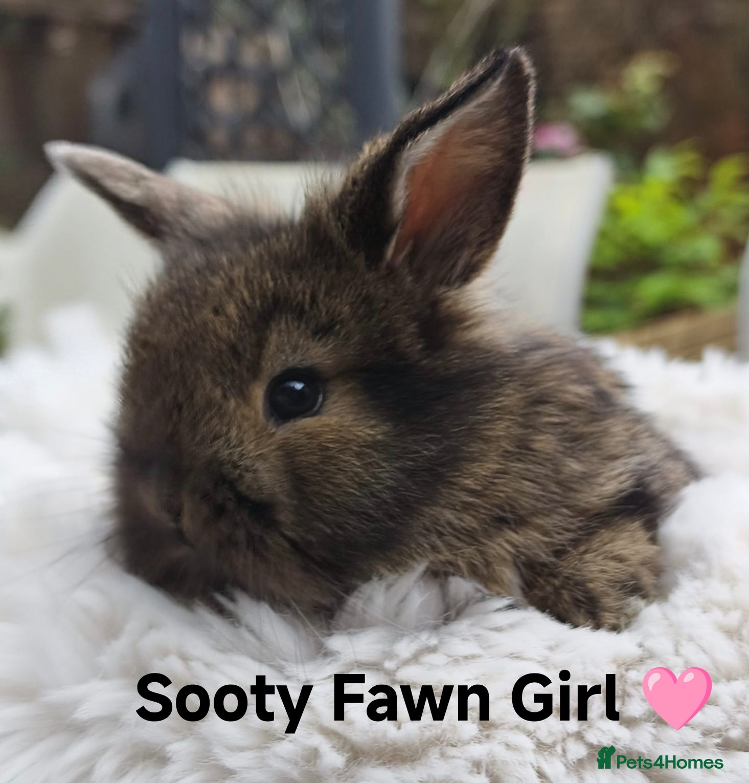 Mini Lop rabbits Rare Mini Lion Lop Babies for Sale  - Advert 2