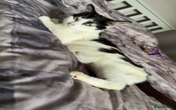 Mixed Breed cats for sale: 4 beautiful kittens  - Image 2