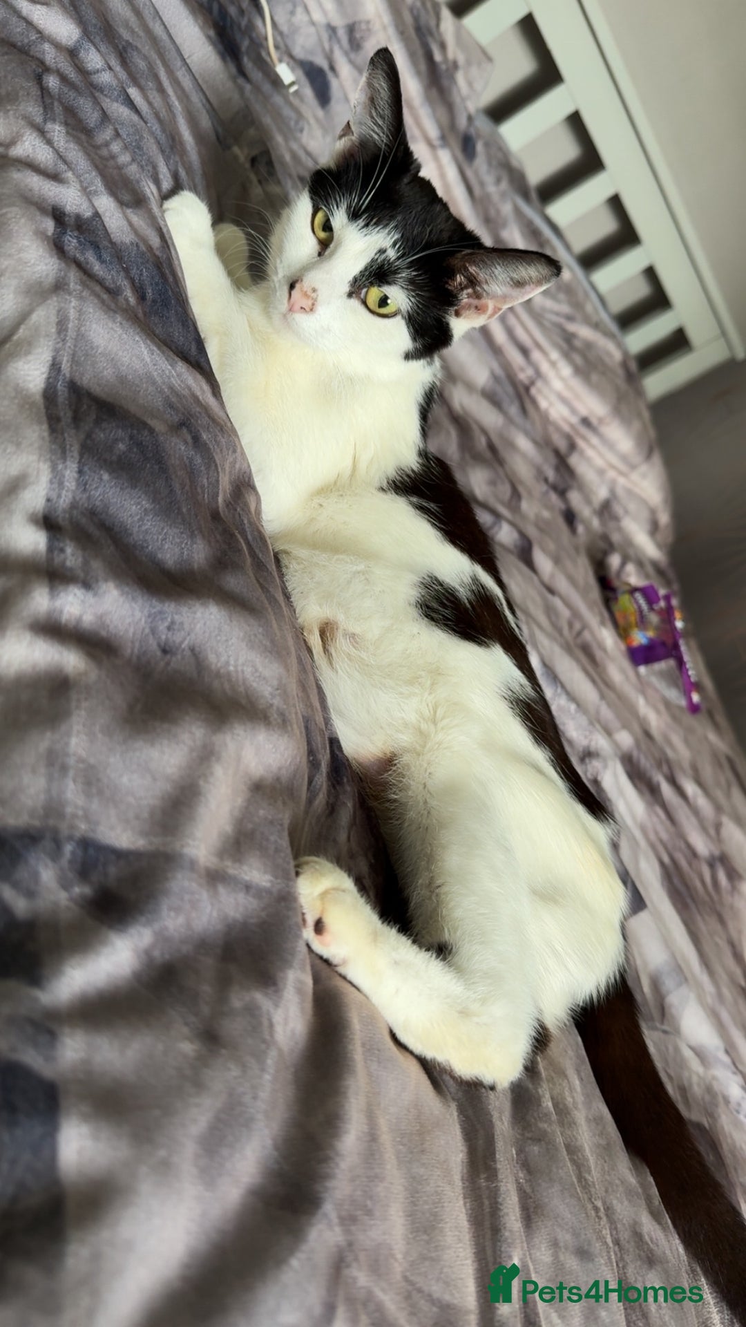 Mixed Breed cats for sale: 4 beautiful kittens  - Image 2