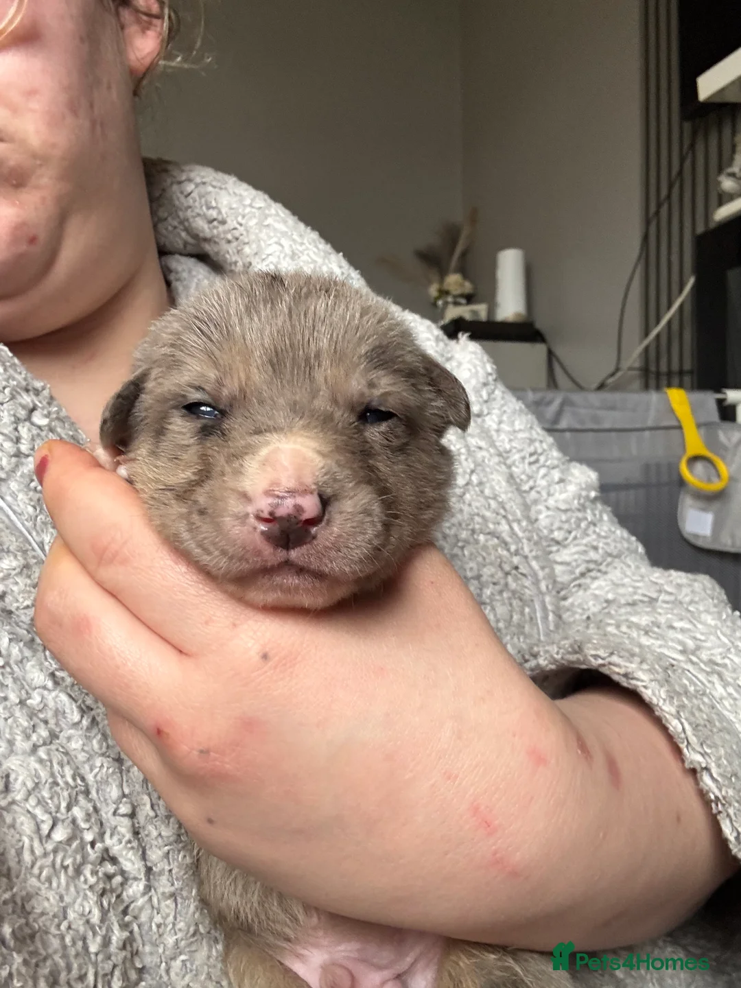 Mixed Breed dogs for sale: Beautiful staff x gsd puppies - Advert 12