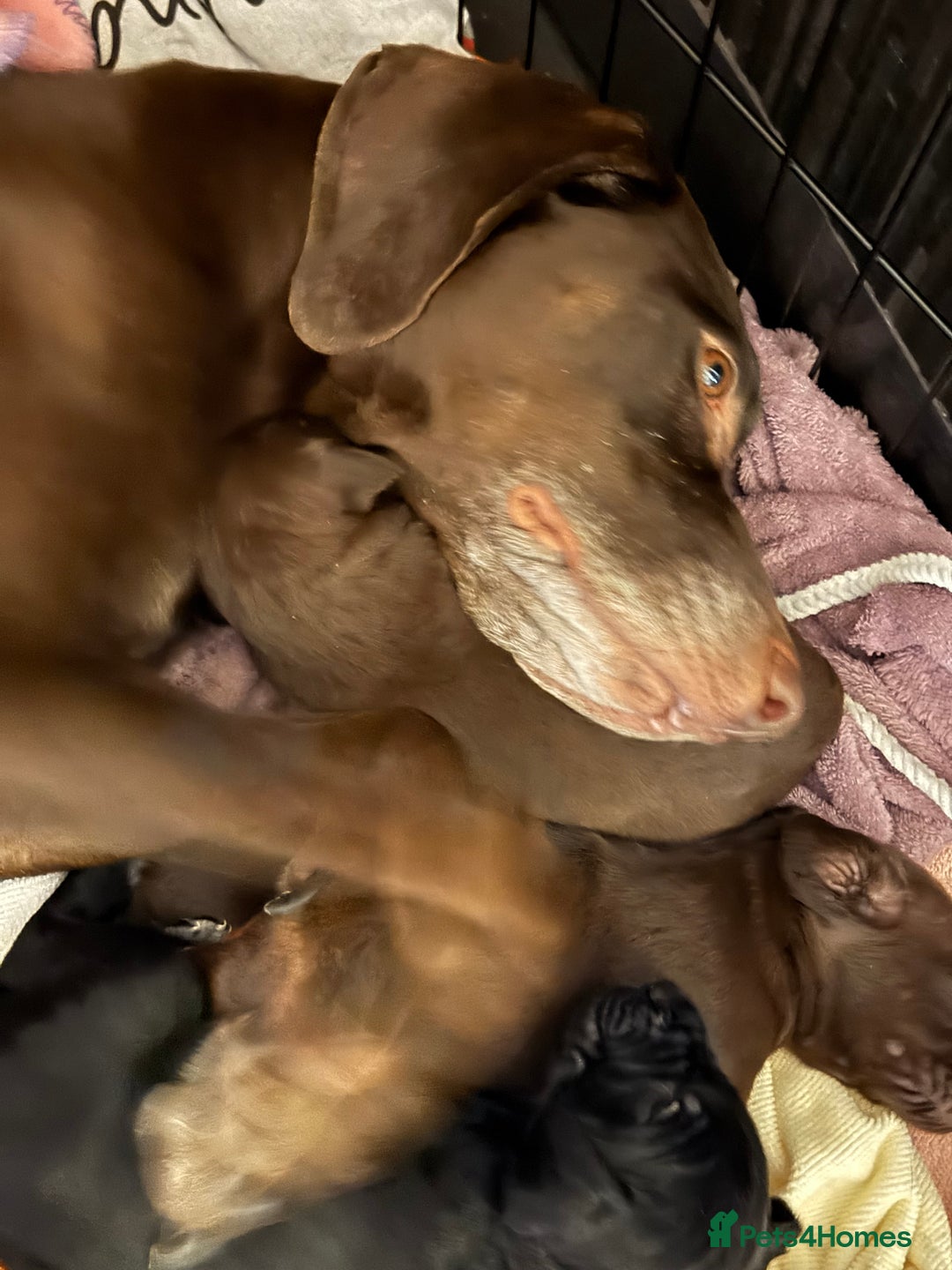 Mixed Breed dogs for sale: Well reared Quality puppies - Advert 28