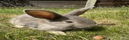Dwarf Lop rabbits for sale: Beautiful Dwarf lop litter (Ready in one week)  in Bedford - Advert 22