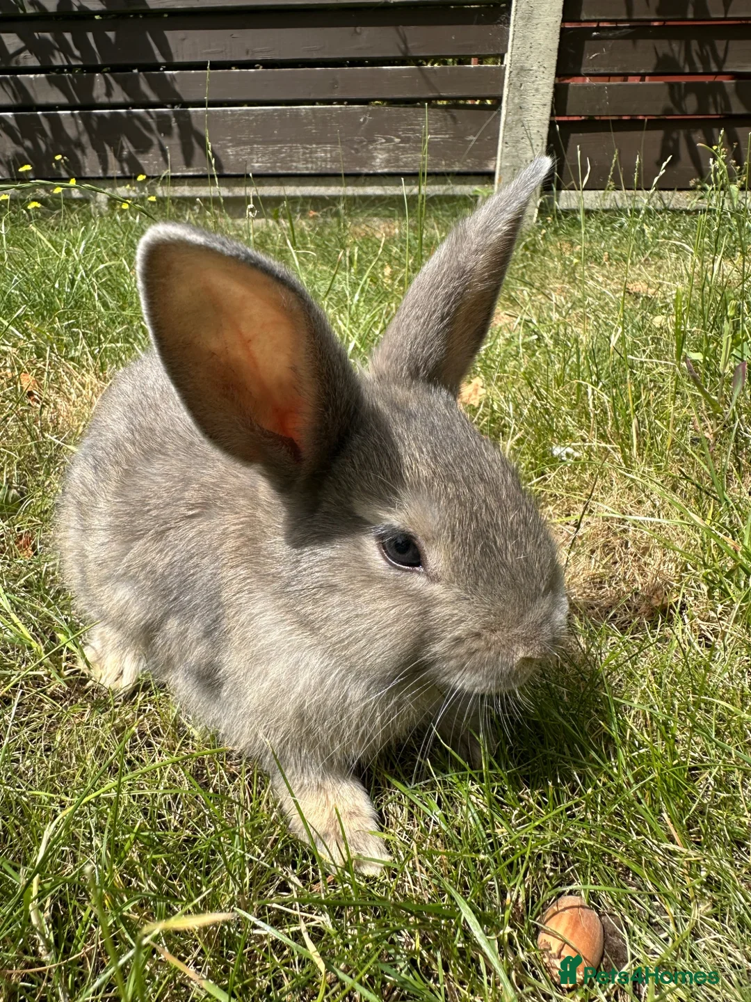 Dwarf Lop rabbits for sale: Beautiful Dwarf lop litter (Ready in one week)  in Bedford - Advert 22