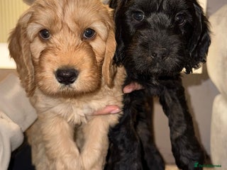 Cockapoo dogs Boys cockerpoo puppies - Advert 5