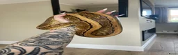 Python Snake reptiles for sale: Royal Python & SetUp in Gloucester - Advert 4