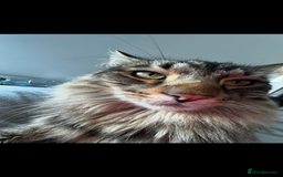 Norwegian Forest Cat cats for sale: Neo - Norwegian Forest cat / Dom long hair - Image 3