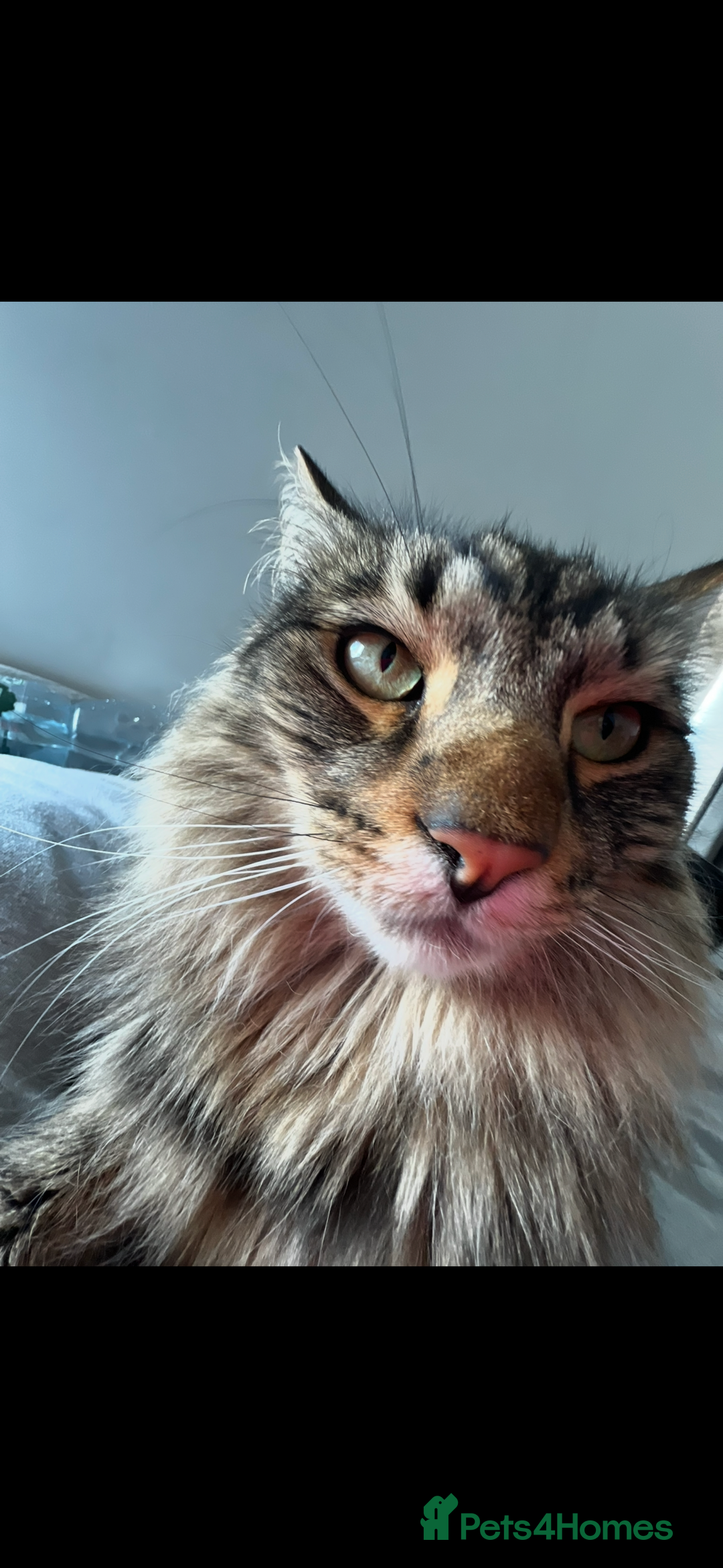 Norwegian Forest Cat cats for sale: Neo - Norwegian Forest cat / Dom long hair - Image 3