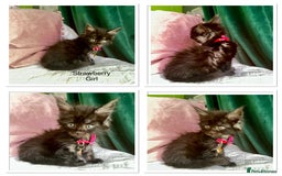 Maine Coon cats for sale: Gorgeous Black & Black Smoke kittens TICA parents - Image 1
