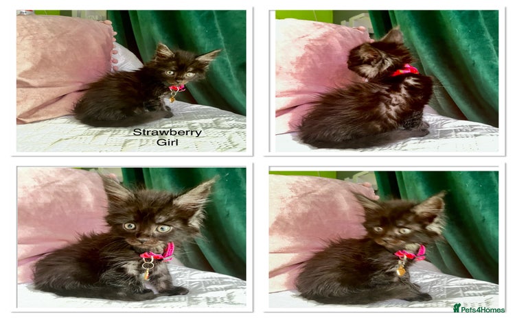 Maine Coon cats - Advert 3