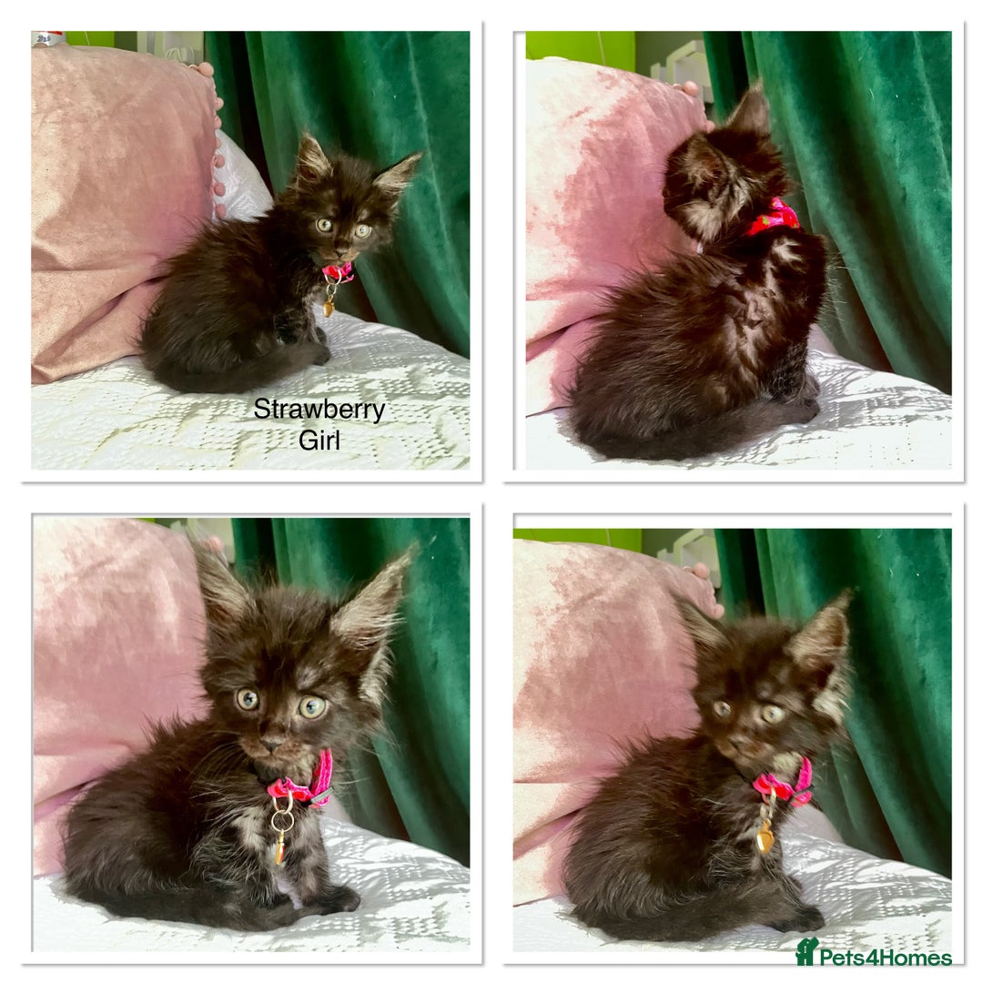 Maine Coon cats for sale: Gorgeous Black & Black Smoke kittens TICA parents - Image 1