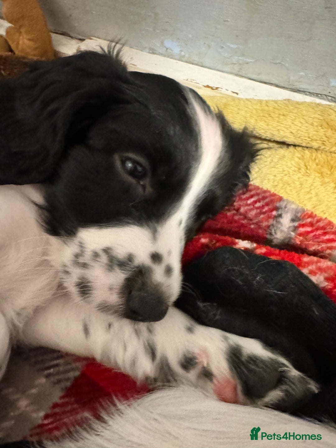 Cocker Spaniel dogs for sale: AMAZING COCKER SPANIEL PUPPIES READY NOW!  - Image 10