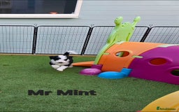 Sheepadoodle dogs for sale: Gorgeous Sheepadoodle litter - Advert 8