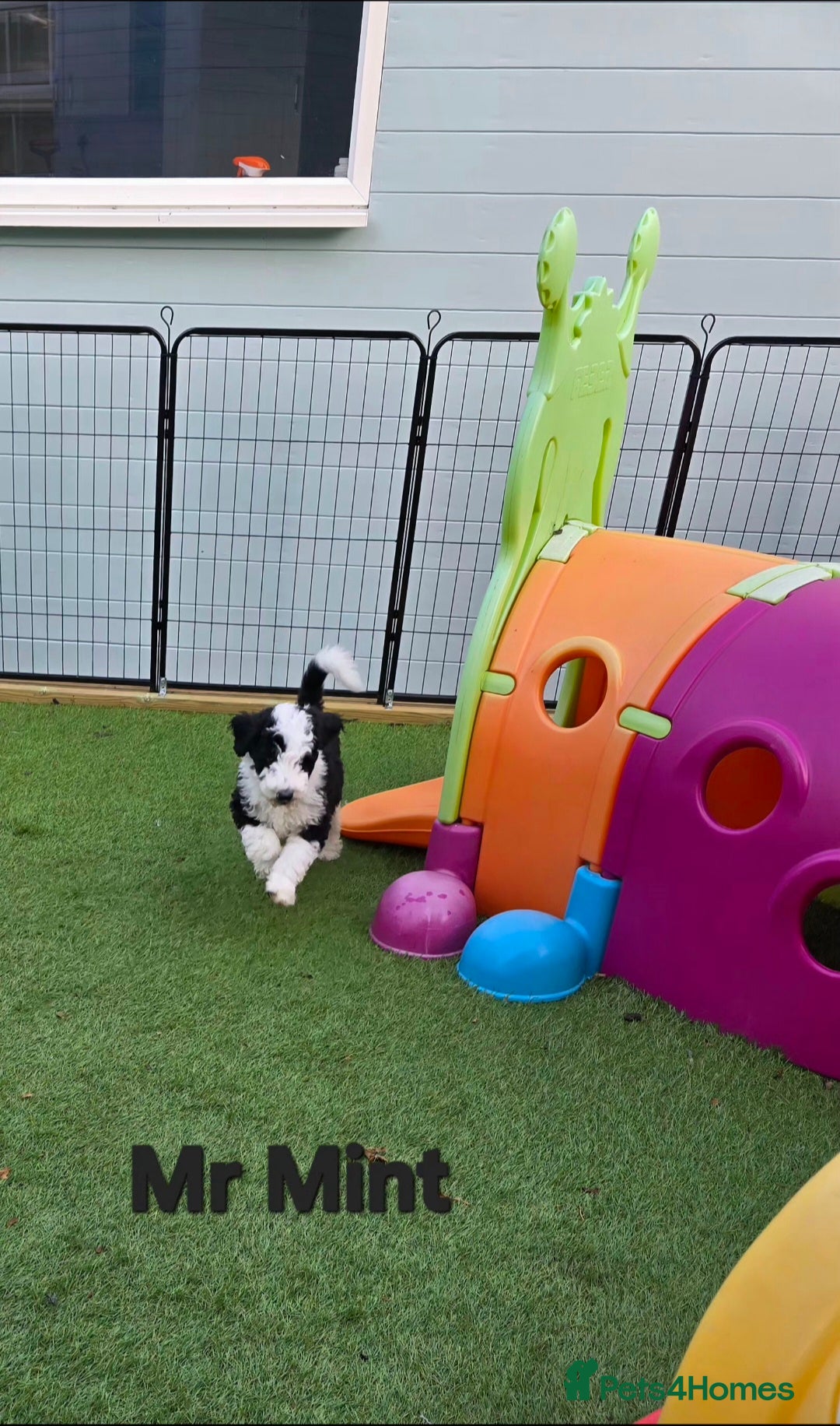 Sheepadoodle dogs for sale: Gorgeous Sheepadoodle litter - Advert 8