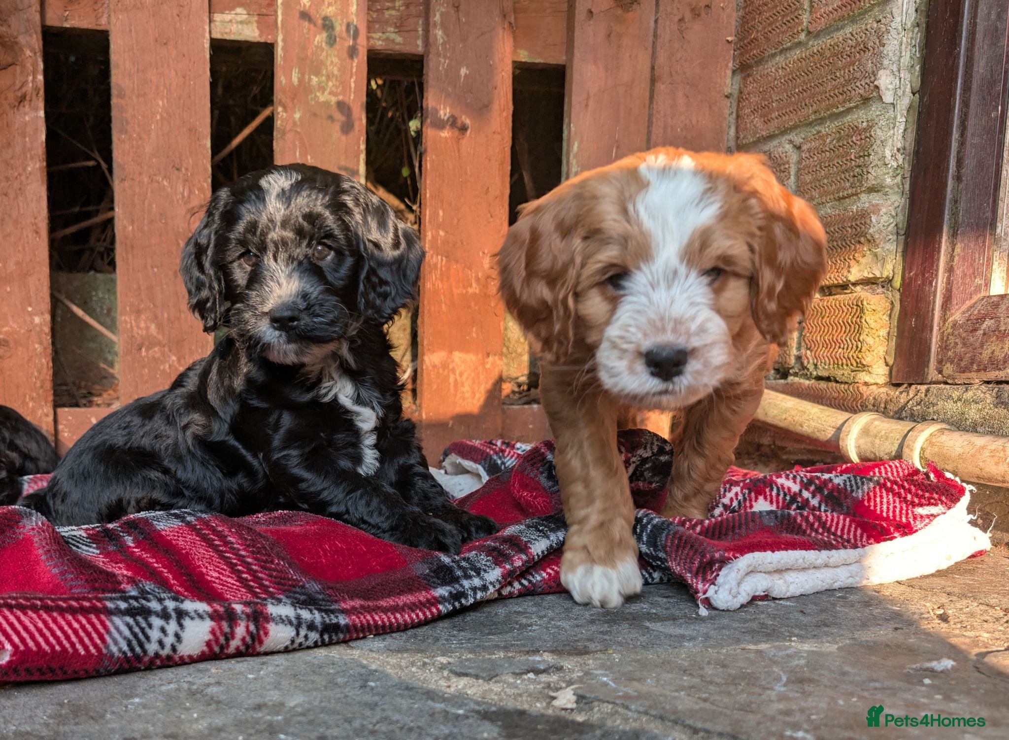 Cockapoo dogs Beautiful Cockapoo Puppies - Advert 1