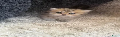 Persian 3