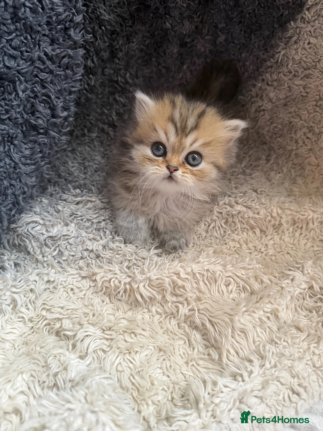 Persian cats for sale: Stunning Golden Shaded Persian Kitten🌟Teddy Bear - Advert 10